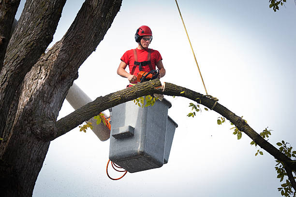 How Our Tree Care Process Works  in  Quartzsite, AZ